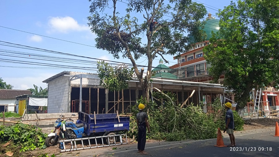 Penebangan Kayu di Depan Pertokoan